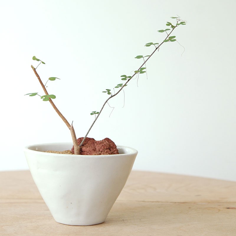 Adenia sp.マダガスカル x antique pot
