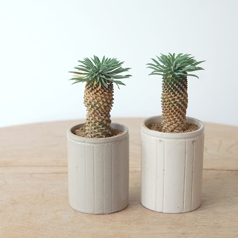 すべての商品の通販・販売｜多肉植物の専門店 solxsol（ソルバイソル）