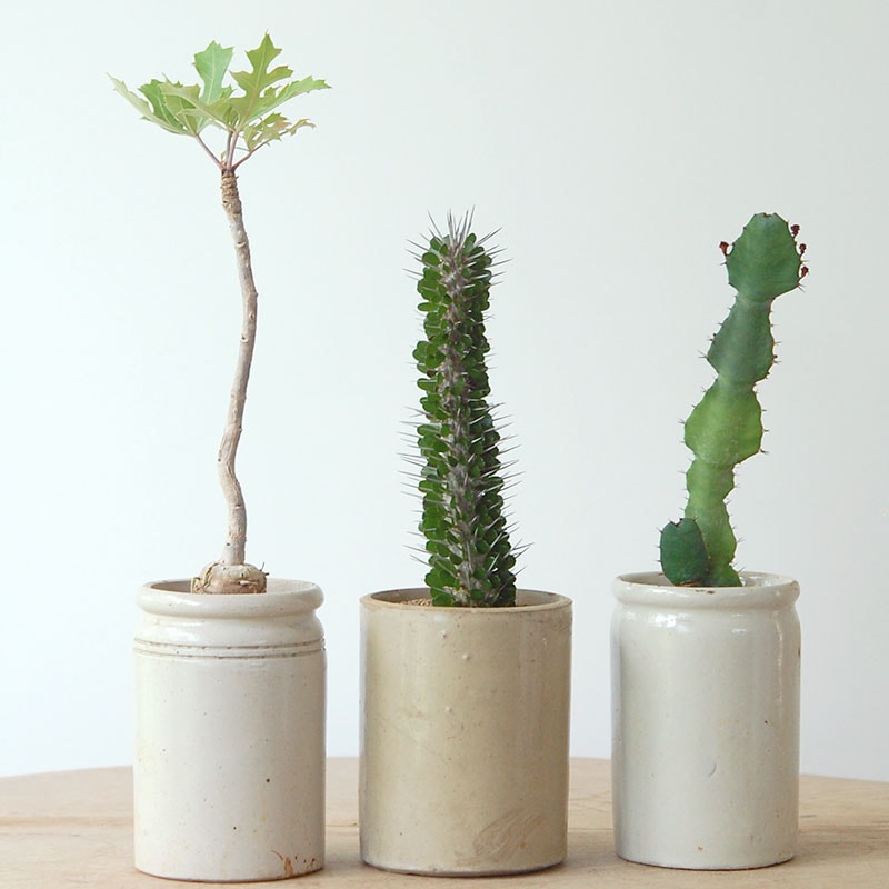 succulent x antique イギリスジャー