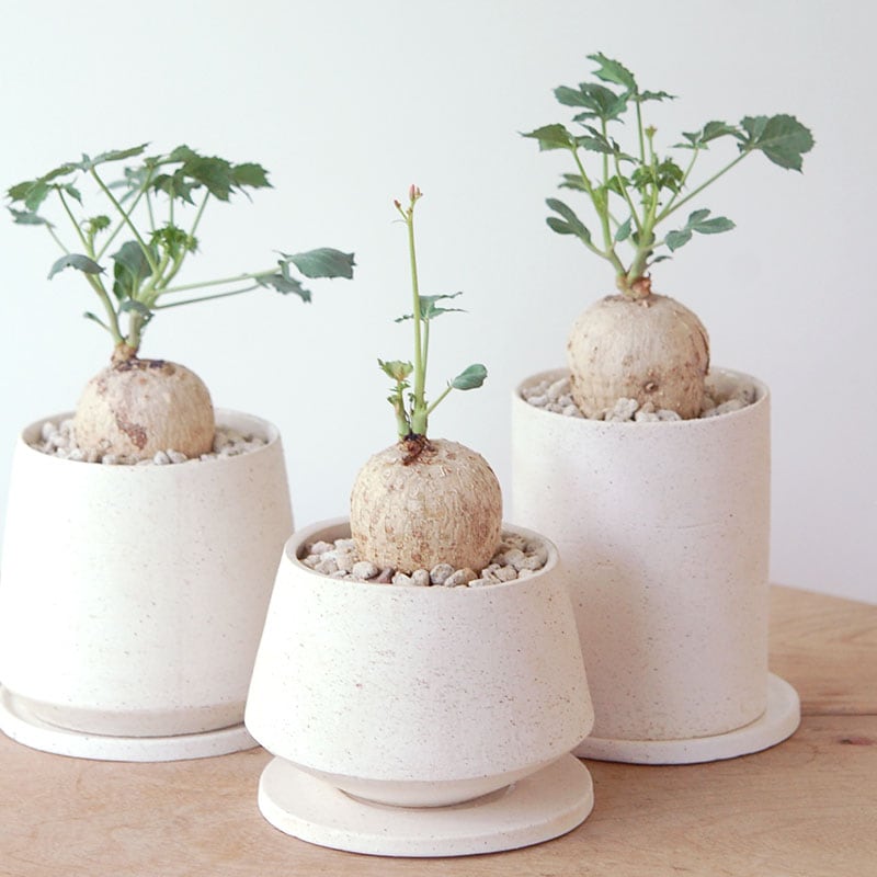 Jatropha 錦珊瑚 x  pepper pot
