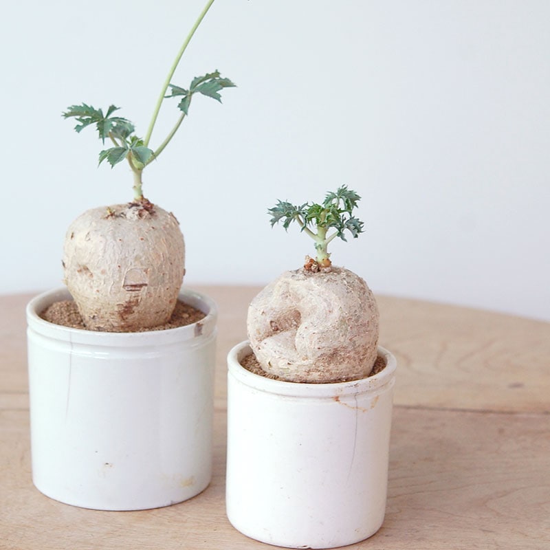 Jatropha 錦珊瑚 x antique pot