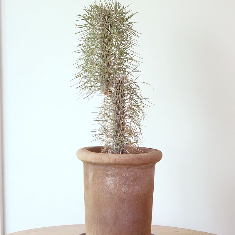 すべての商品の通販・販売｜多肉植物の専門店 solxsol（ソルバイソル）