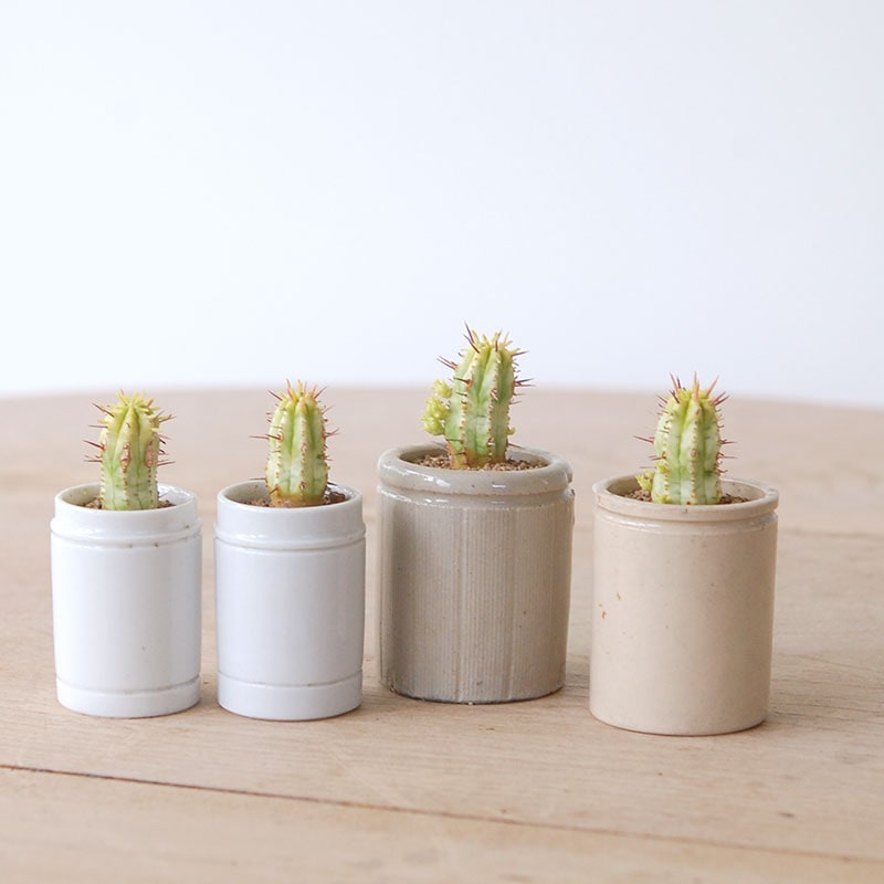 Euphorbia 紅彩閣錦 x antique pot