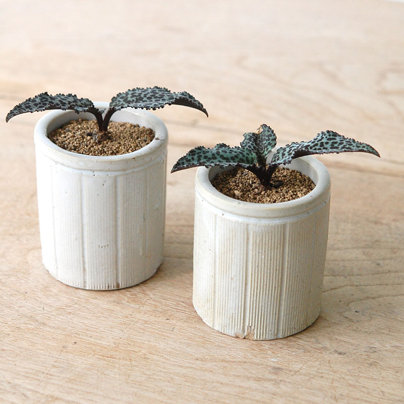 アンティークの器 多肉植物の通販・販売｜多肉植物の専門店 solxsol