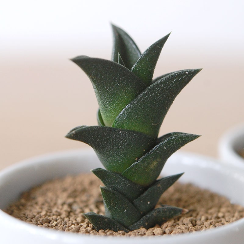 Haworthia / ビスコーサ