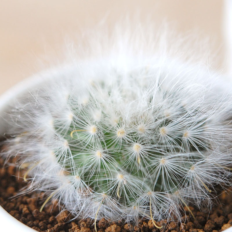 Mammillaria  / 薫晃殿