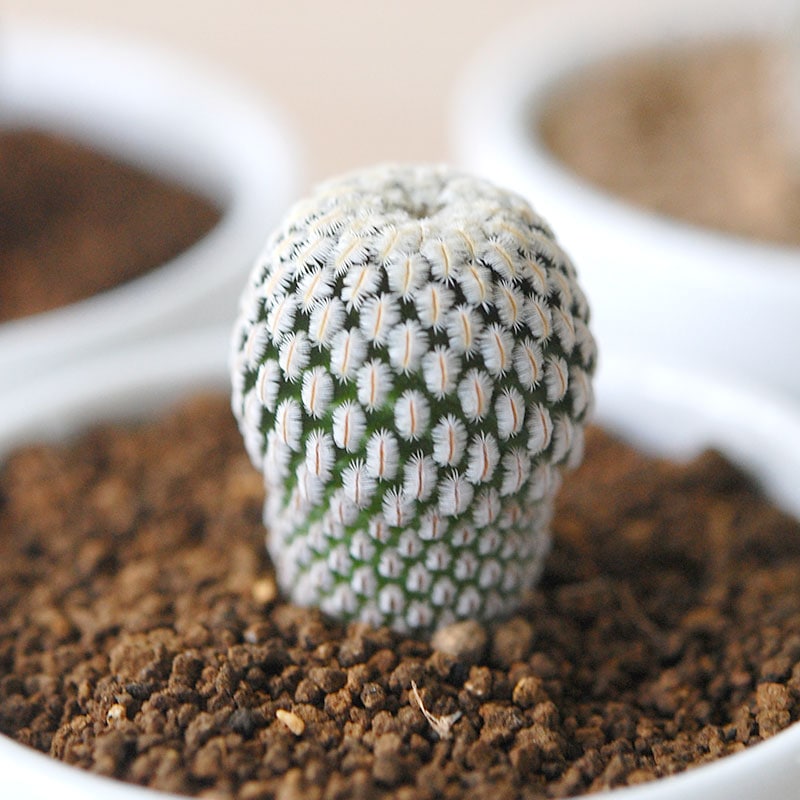Mammillaria / 白斜子