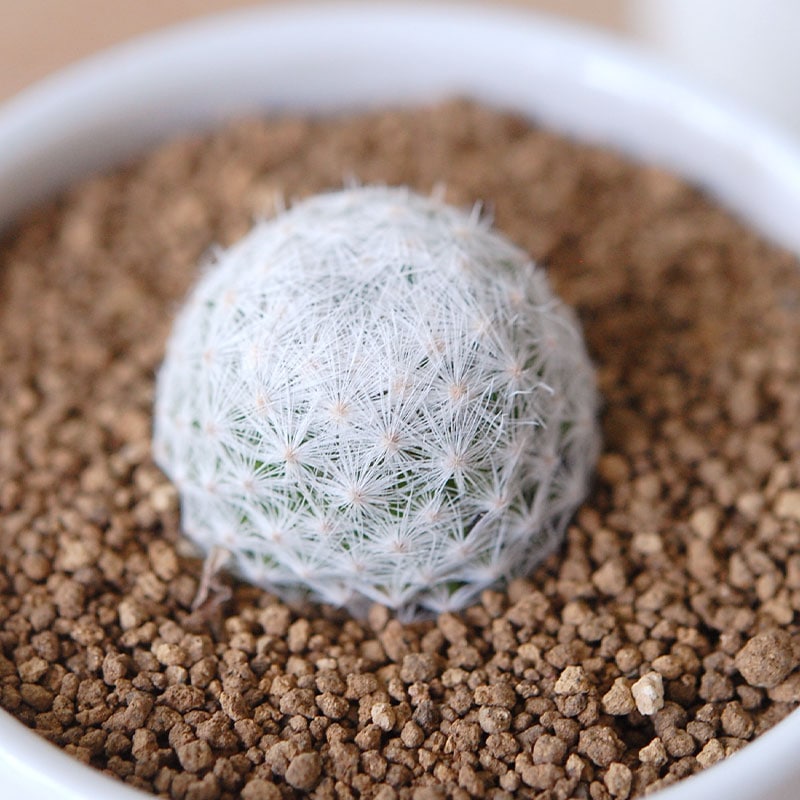 Mammillaria / 春星