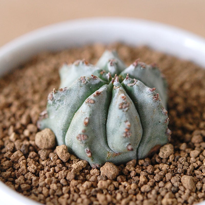 Euphorbia / 白衣ホリダ