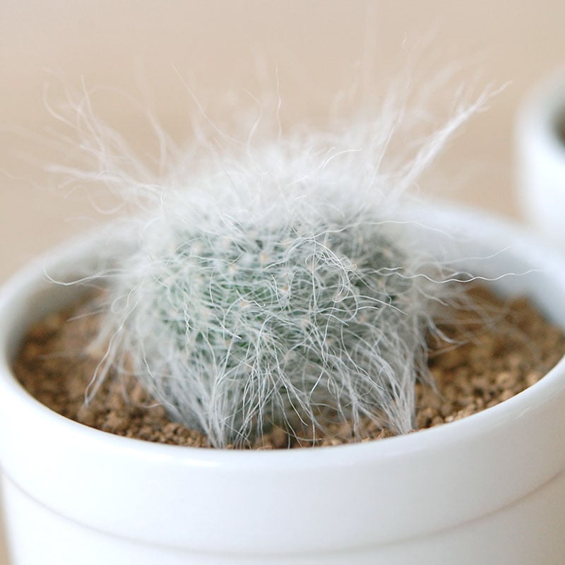 Mammillaria / 玉翁殿