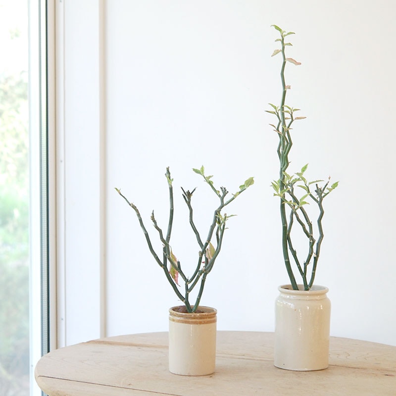 Euphorbia ペディオランタス x pot