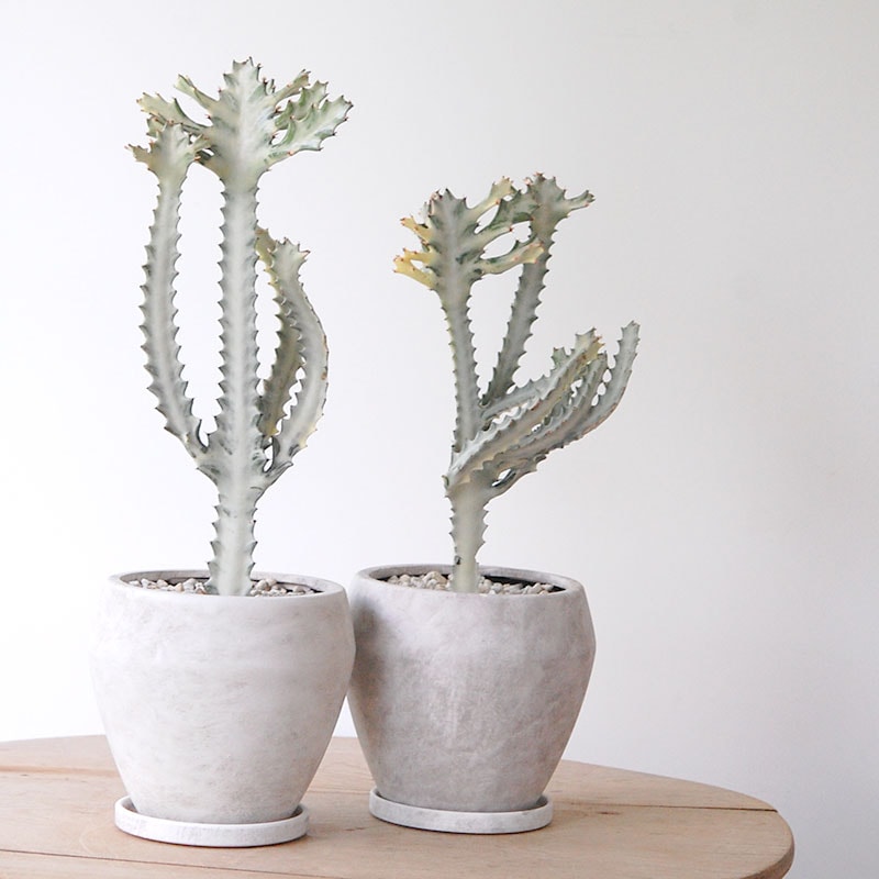 Euphorbia ホワイトゴースト x pot
