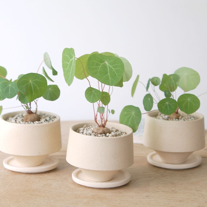 Stephania cepharantha x ivory pot