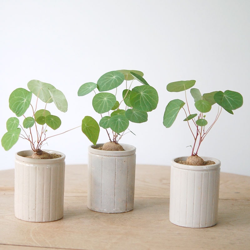 すべての商品の通販・販売｜多肉植物の専門店 solxsol（ソルバイソル）