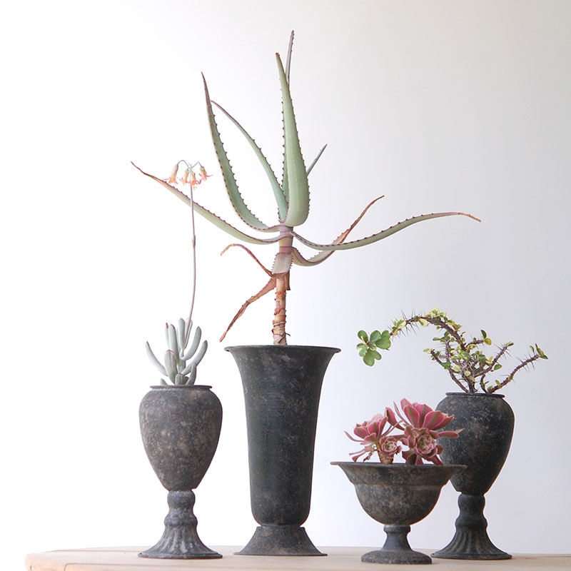 Succulent x アイアンゴブレット