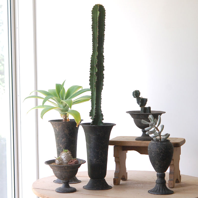 Succulent x アイアンゴブレット
