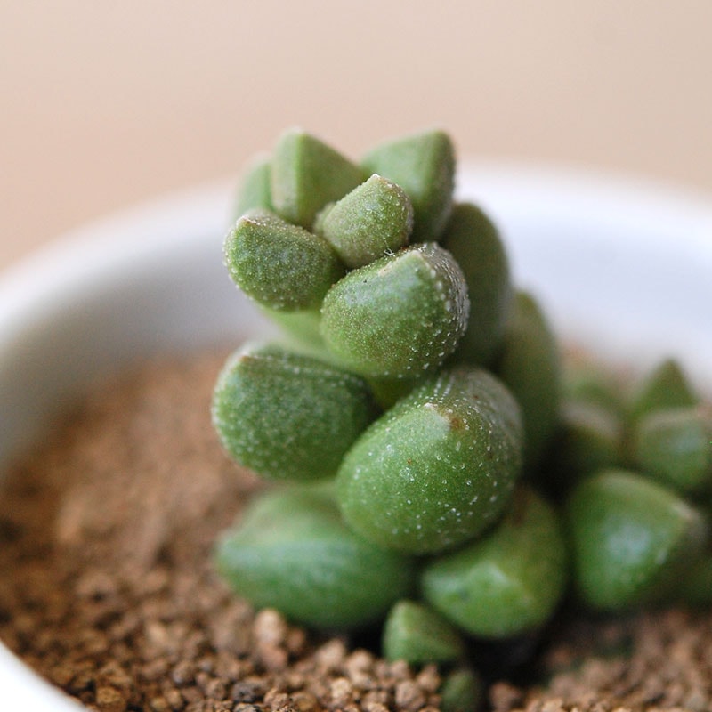 ホッテンドット / Crassula
