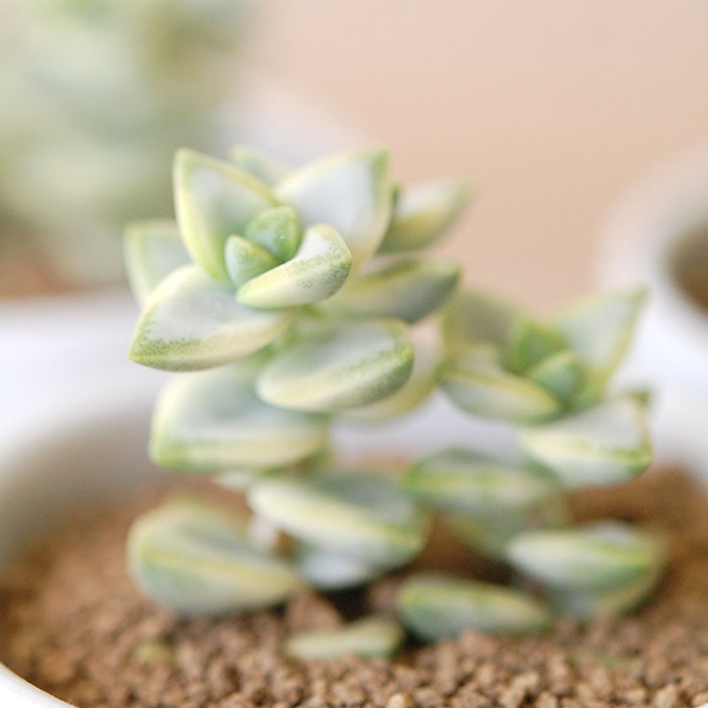 ルペストリス錦 / Crassula
