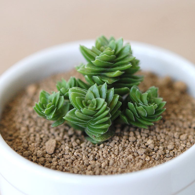 エスタニョール / Crassula