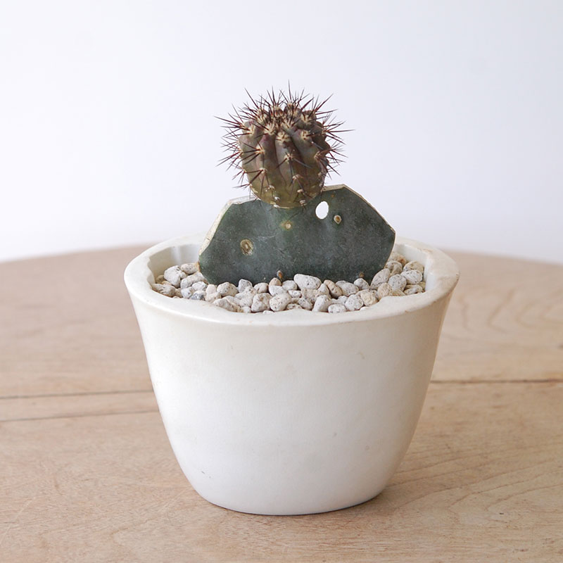 Copiapoa 黒王丸 オプンチア x antique pot 901
