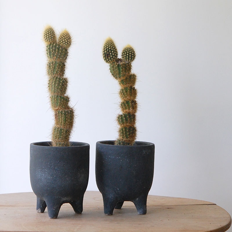 Espostoa 金装竜 x pot