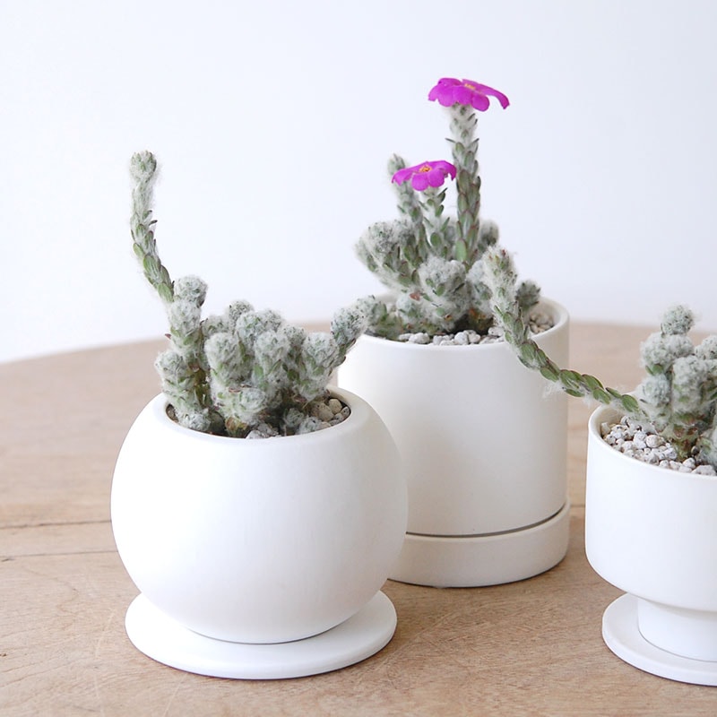 Portulaca ウェルデルマニー x pot