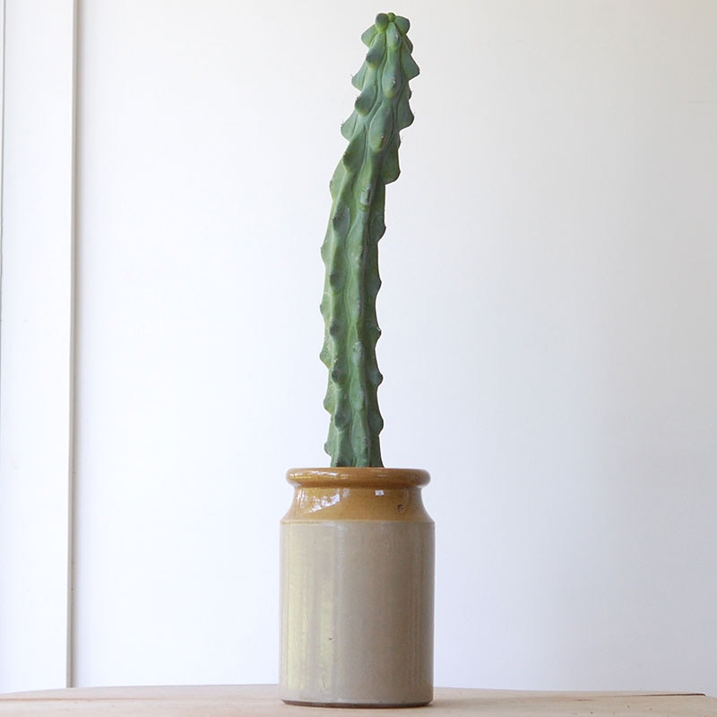 Myrtilocactus 福禄竜神木 x antique pot 902