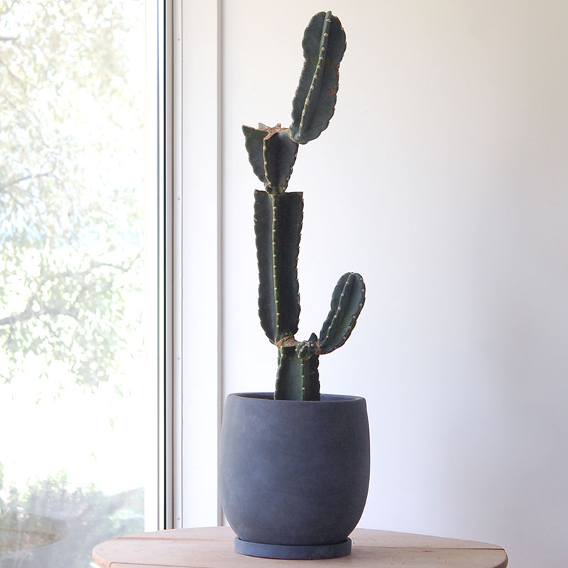Cereus 鬼面閣ブランチ x pot