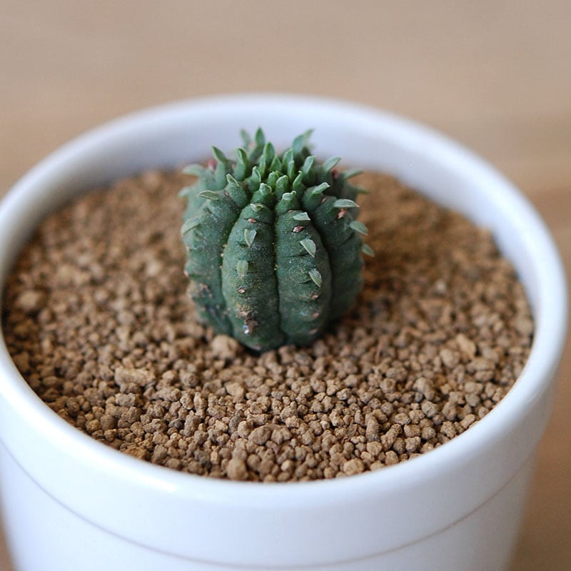 マミラリス / Euphorbia