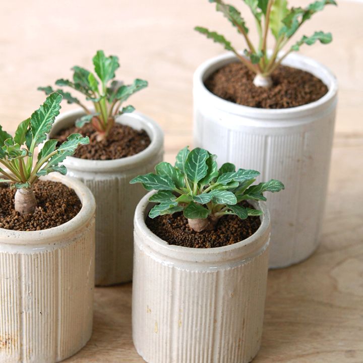 Euphorbia スパンリンギー x antique イギリスジャー