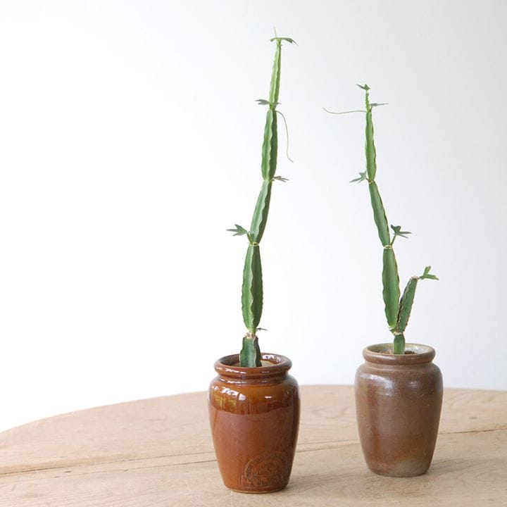 Cissus quadrangularis x antique イギリスジャー