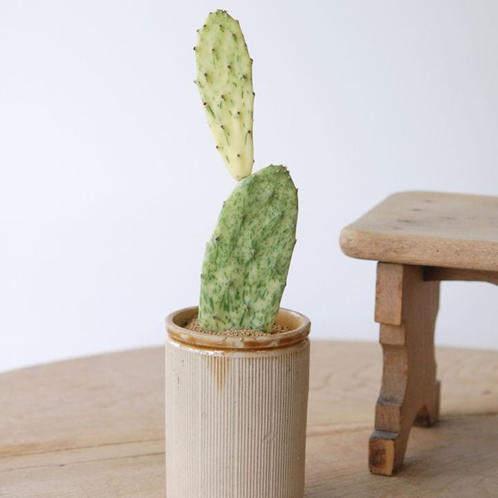 Opuntia vulgaris variegata 'Rainbow' x antique イギリスジャー