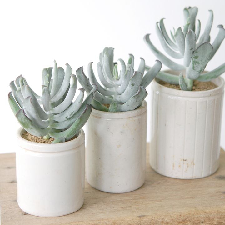 Cotyledon コブラ x antique イギリスジャー