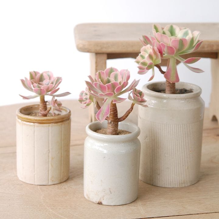 Aeonium ピンクウィッチ x antique イギリスジャー