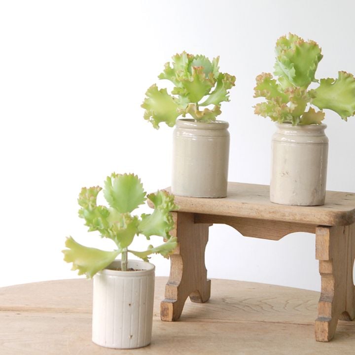 Kalanchoe カーニバル x antique pot 