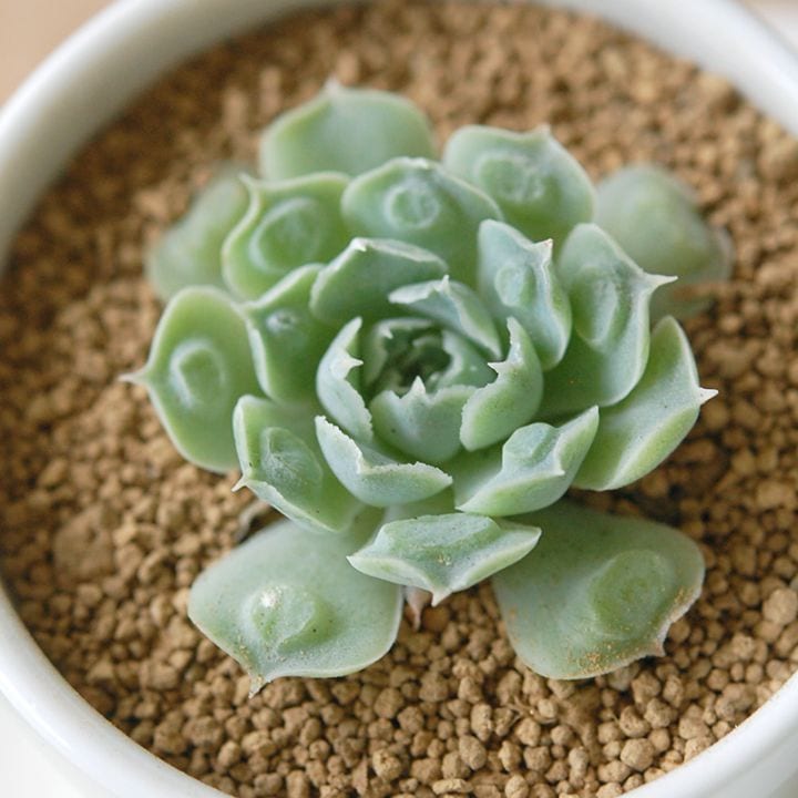 Echeveria ハートチョイス x antique pot