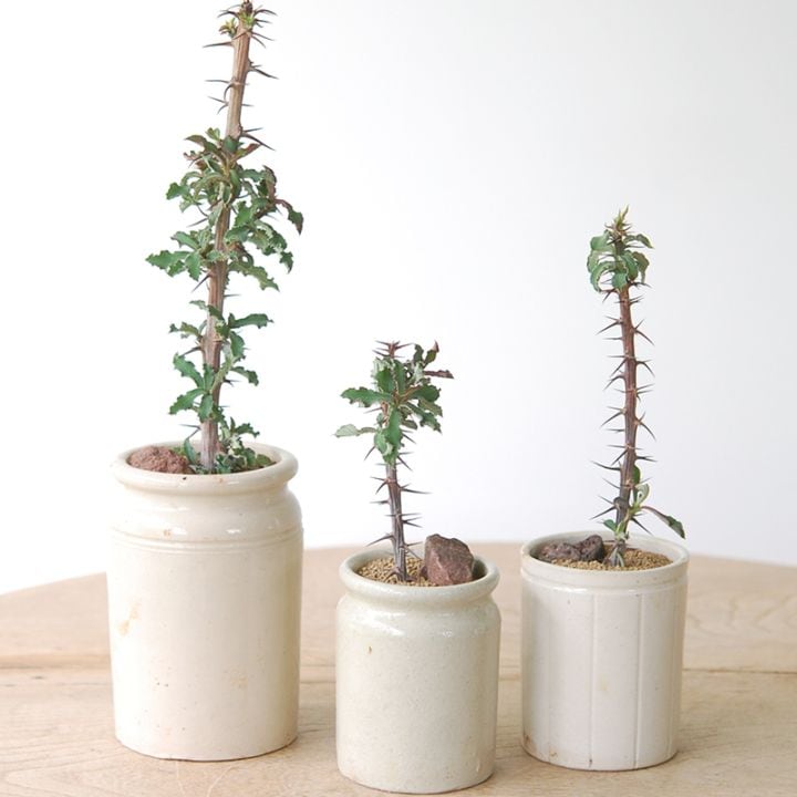 Euphorbia elegans x antique pot