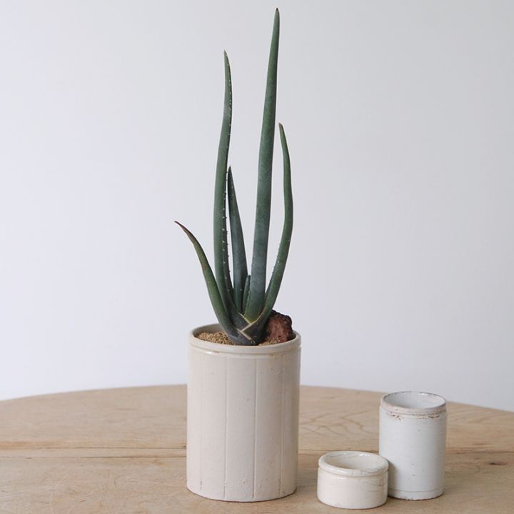 Aloe スザンナエ  x antique pot952