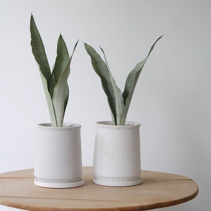 Sansevieria ムーンシャイン x white pot
