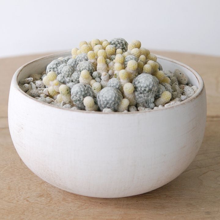 Mammillaria 小春日和 x whitelow pot