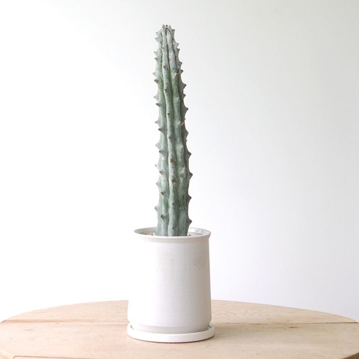 Stenocereus beneckei x white pot