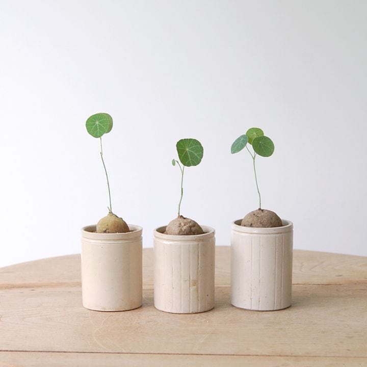 Stephania エレクタ x antique pot