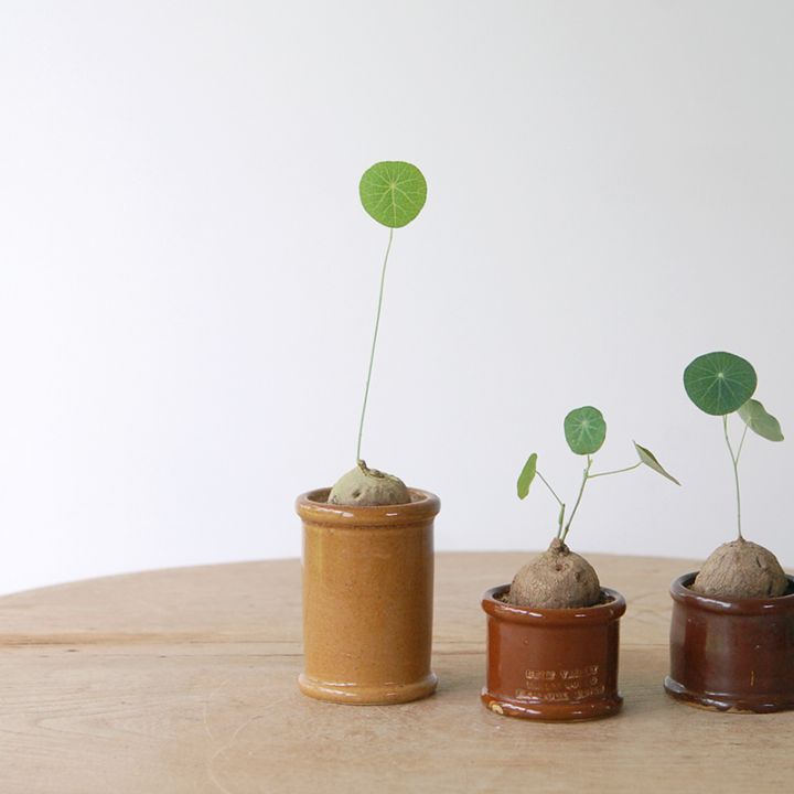Stephania エレクタ x antique pot