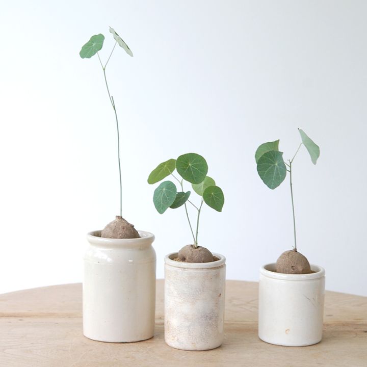 Stephania エレクタ x antique pot