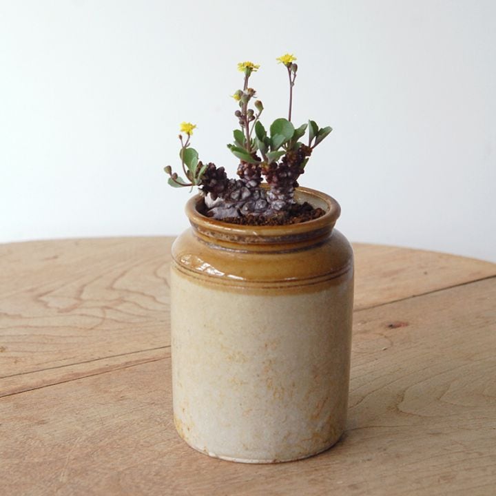 Othonna ヘレー x antique pot 971