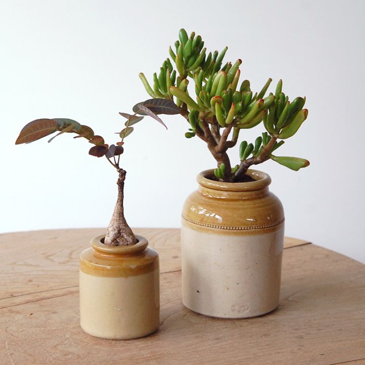 すべての商品の通販・販売｜多肉植物の専門店 solxsol（ソルバイソル）