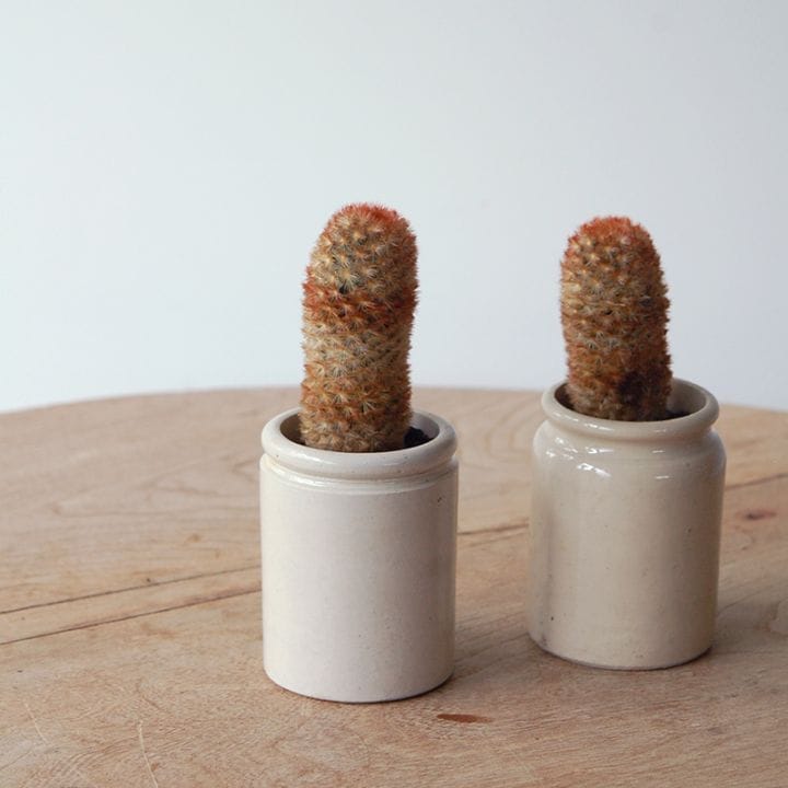 すべての商品の通販・販売｜多肉植物の専門店 solxsol（ソルバイソル）
