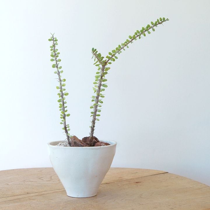 Alloudia フンベルディー x antique pot 979