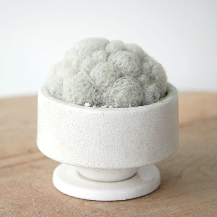 Mammillaria 白星 x pot