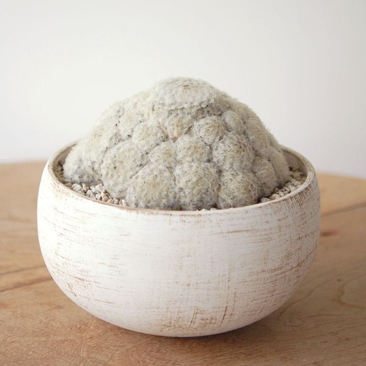 Mammillaria 白星 x pot